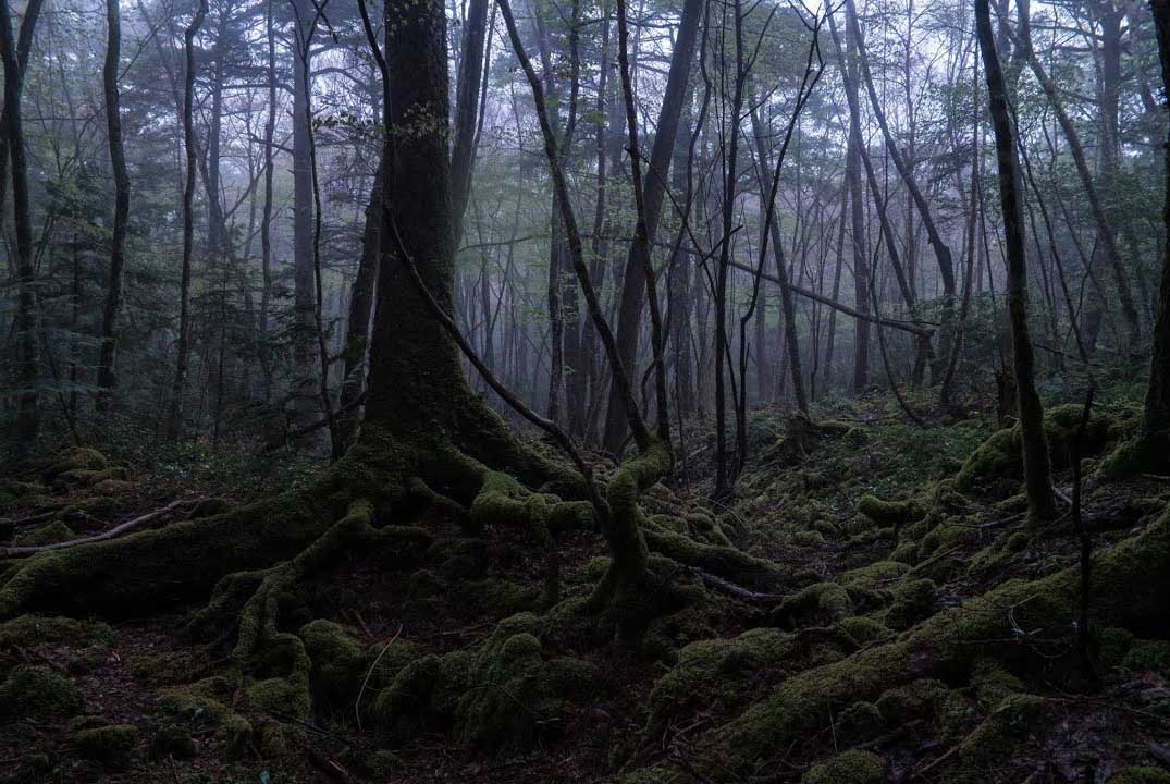 El bosque Aokigahara de noche