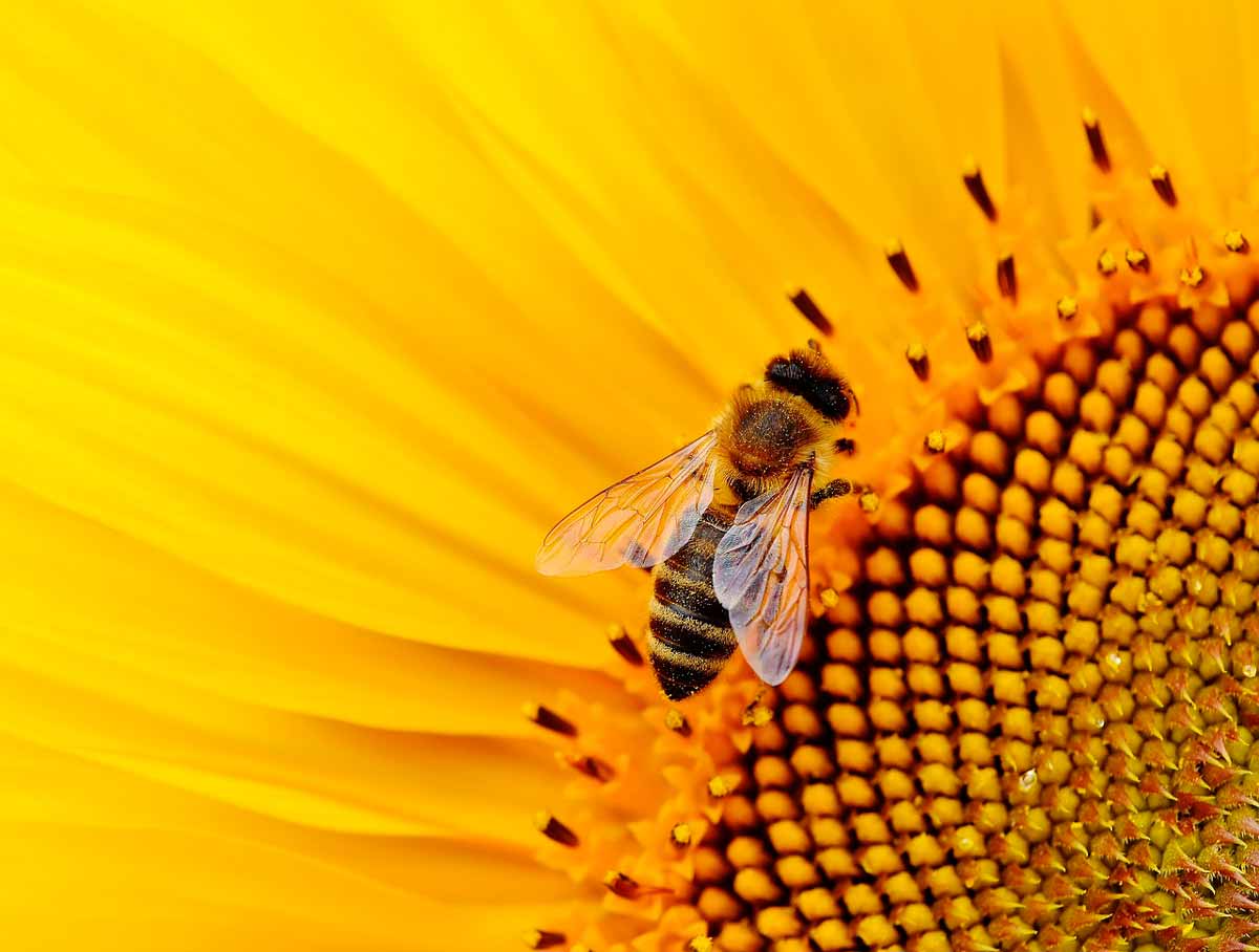 El papel de las abejas en el mundo y la importancia de la polinización