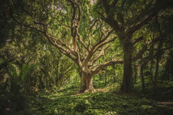 5 especies de árbol más curiosas y majestuosas del mundo