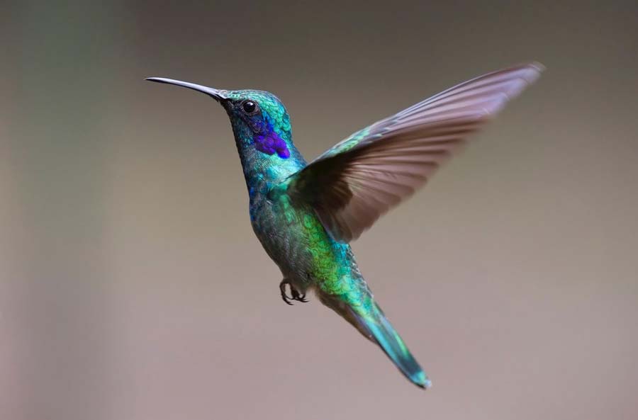 Algunas curiosidades y datos sorprendentes sobre el colibrí