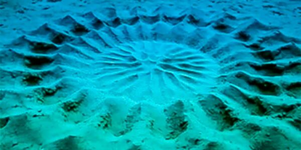 Las curiosas obras geométricas submarinas del pez artista