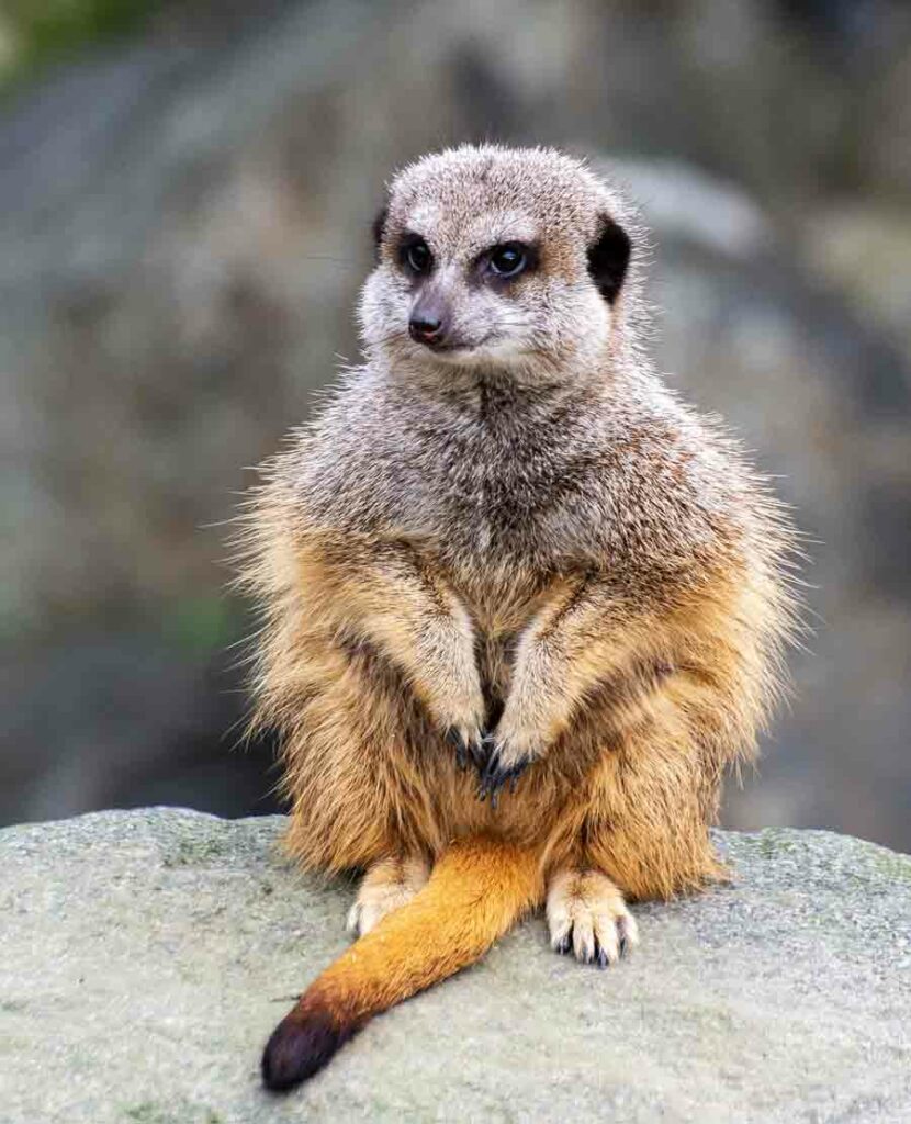 El misterioso caso de Gef, la mangosta parlante de la India