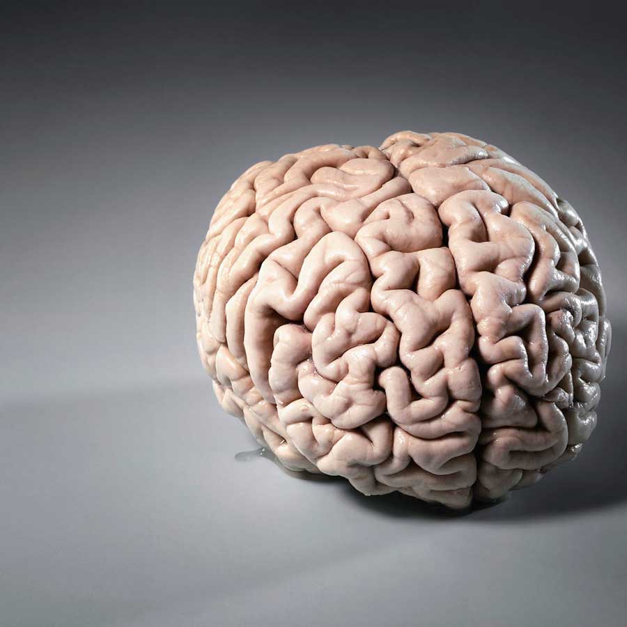 La insólita creación de un mini cerebro en laboratorio