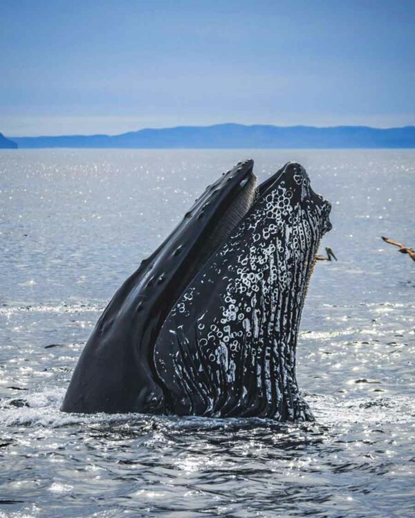 El insólito caso de Michael Packard, el pescador engullido por una ballena