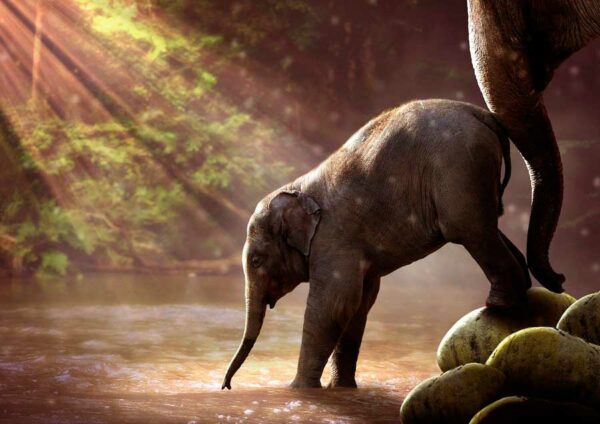 La evolución forzada de los elefantes sin colmillos a causa de la caza furtiva