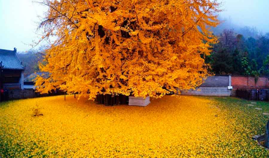 El árbol dorado de China de 1400 años en las montañas de Zhongnan