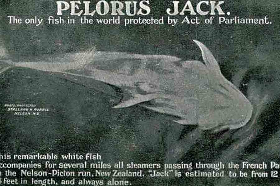 La curiosa historia de Pelorus Jack