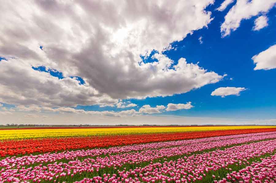 Los 10,000 tulipanes que los Países Bajos regalan cada año a Canadá